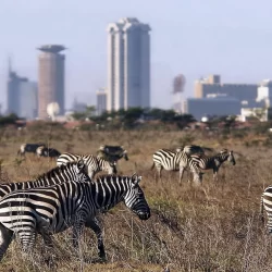 Nairobi National Park